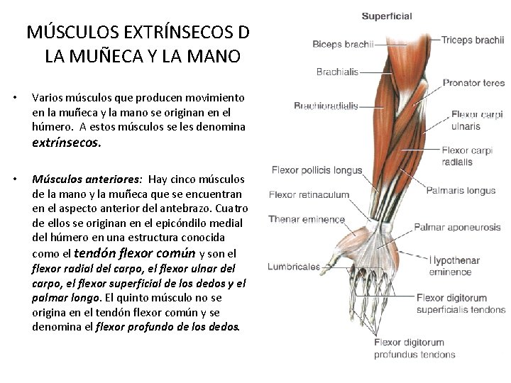 MÚSCULOS EXTRÍNSECOS DE LA MUÑECA Y LA MANO • Varios músculos que producen movimiento