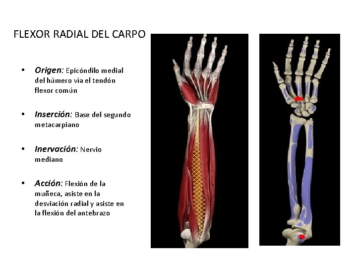 FLEXOR RADIAL DEL CARPO • Origen: Epicóndilo medial del húmero vía el tendón flexor