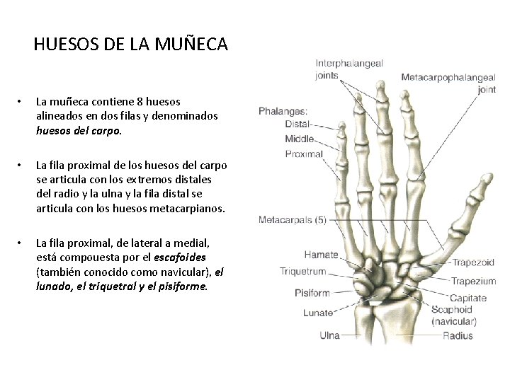 HUESOS DE LA MUÑECA • La muñeca contiene 8 huesos alineados en dos filas