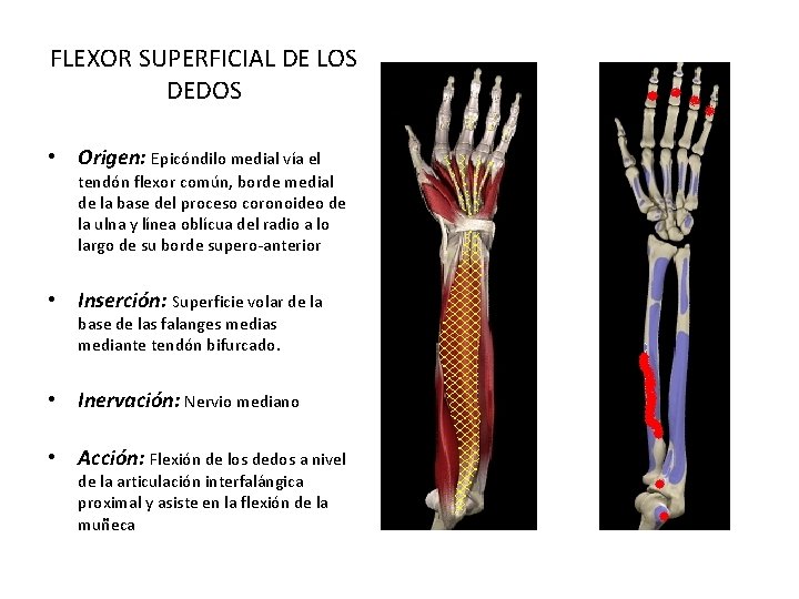 FLEXOR SUPERFICIAL DE LOS DEDOS • Origen: Epicóndilo medial vía el tendón flexor común,