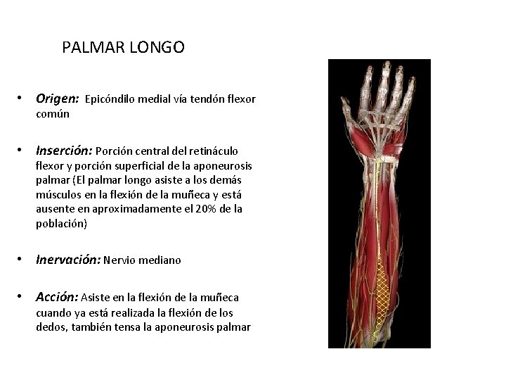 PALMAR LONGO • Origen: Epicóndilo medial vía tendón flexor común • Inserción: Porción central