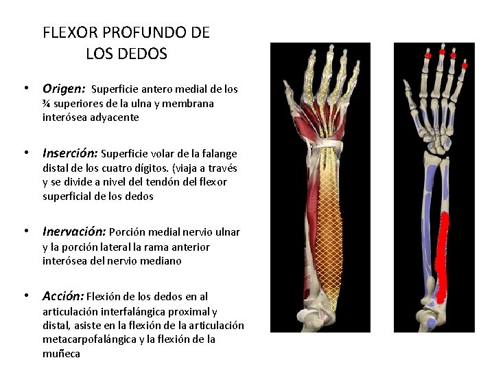 FLEXOR PROFUNDO DE LOS DEDOS • Origen: Superficie antero medial de los ¾ superiores