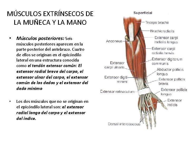 MÚSCULOS EXTRÍNSECOS DE LA MUÑECA Y LA MANO • Músculos posteriores: Seis músculos posteriores