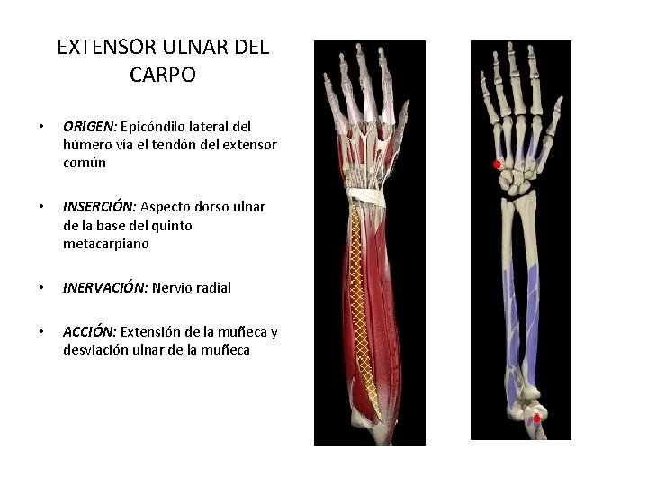 EXTENSOR ULNAR DEL CARPO • ORIGEN: Epicóndilo lateral del húmero vía el tendón del