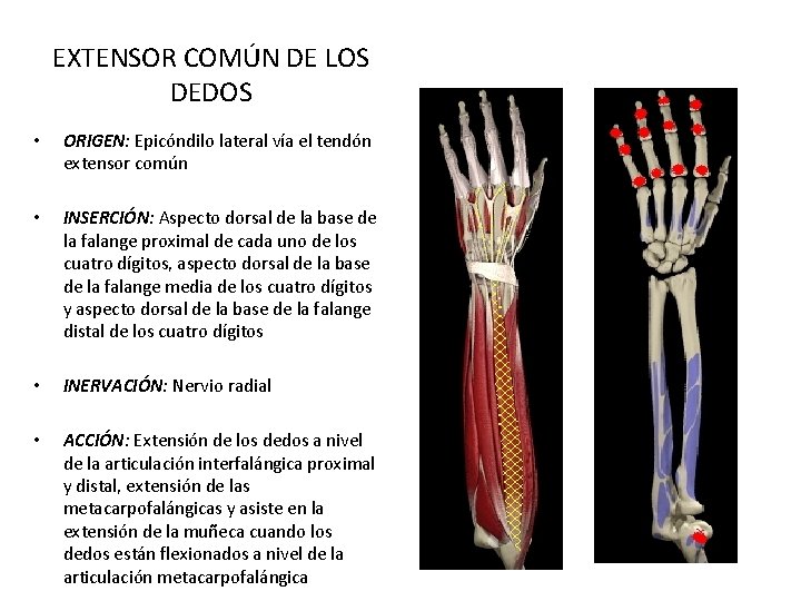 EXTENSOR COMÚN DE LOS DEDOS • ORIGEN: Epicóndilo lateral vía el tendón extensor común