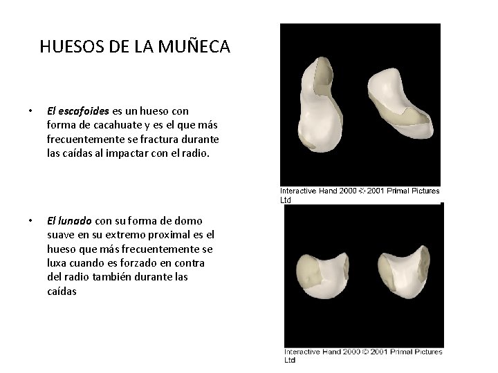 HUESOS DE LA MUÑECA • El escafoides es un hueso con forma de cacahuate