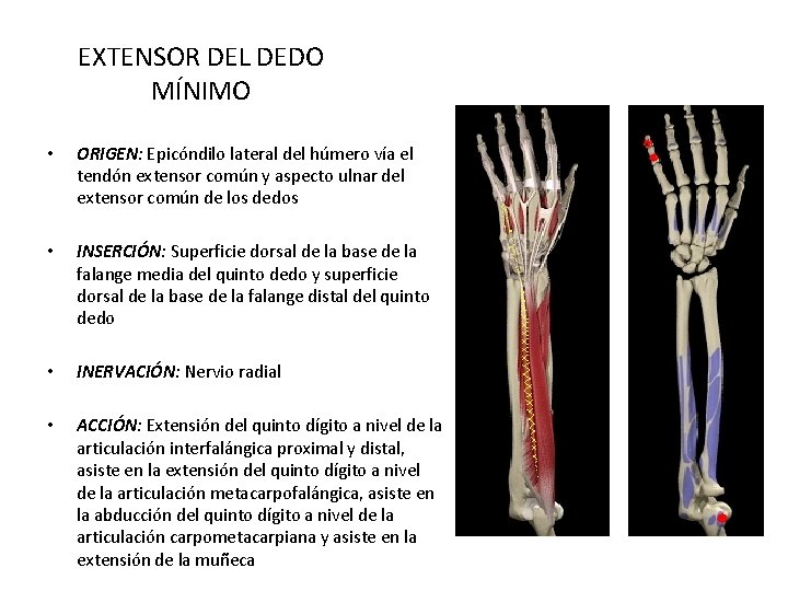 EXTENSOR DEL DEDO MÍNIMO • ORIGEN: Epicóndilo lateral del húmero vía el tendón extensor