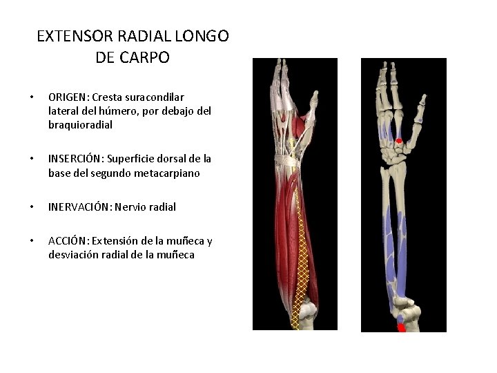 EXTENSOR RADIAL LONGO DE CARPO • ORIGEN: Cresta suracondilar lateral del húmero, por debajo