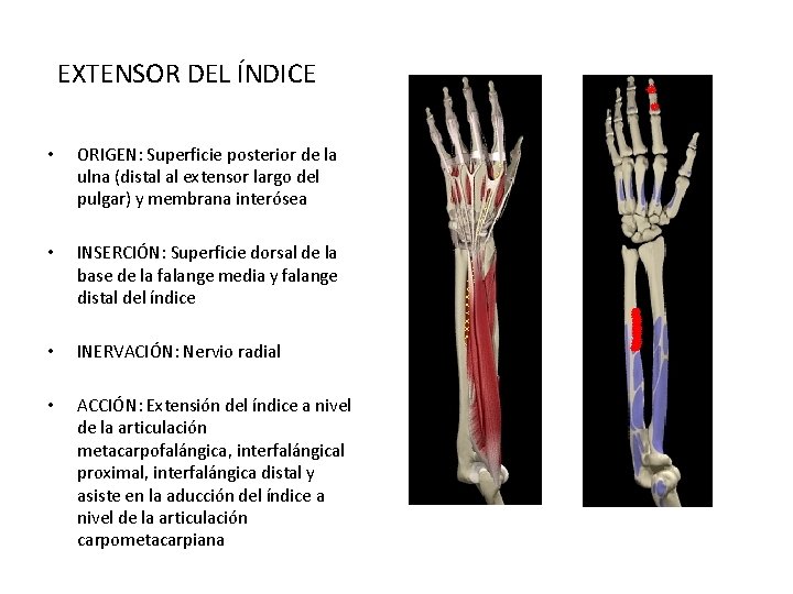 EXTENSOR DEL ÍNDICE • ORIGEN: Superficie posterior de la ulna (distal al extensor largo