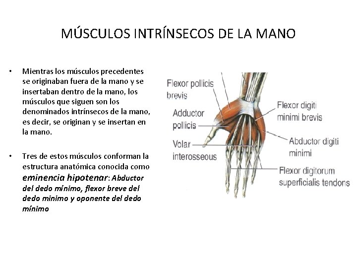 MÚSCULOS INTRÍNSECOS DE LA MANO • Mientras los músculos precedentes se originaban fuera de