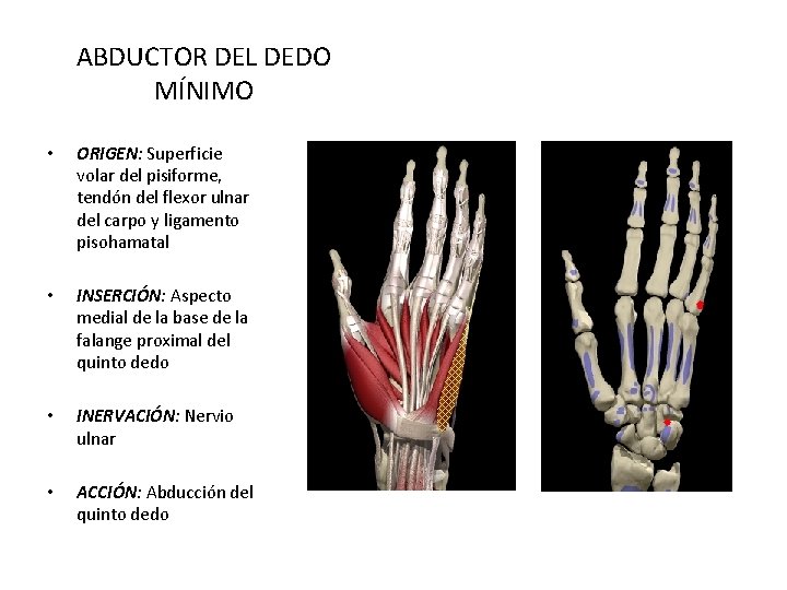 ABDUCTOR DEL DEDO MÍNIMO • ORIGEN: Superficie volar del pisiforme, tendón del flexor ulnar