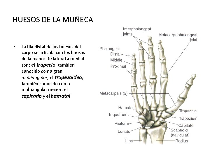 HUESOS DE LA MUÑECA • La fila distal de los huesos del carpo se