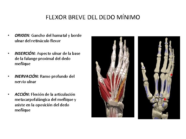 FLEXOR BREVE DEL DEDO MÍNIMO • ORIGEN: Gancho del hamatal y borde ulnar del