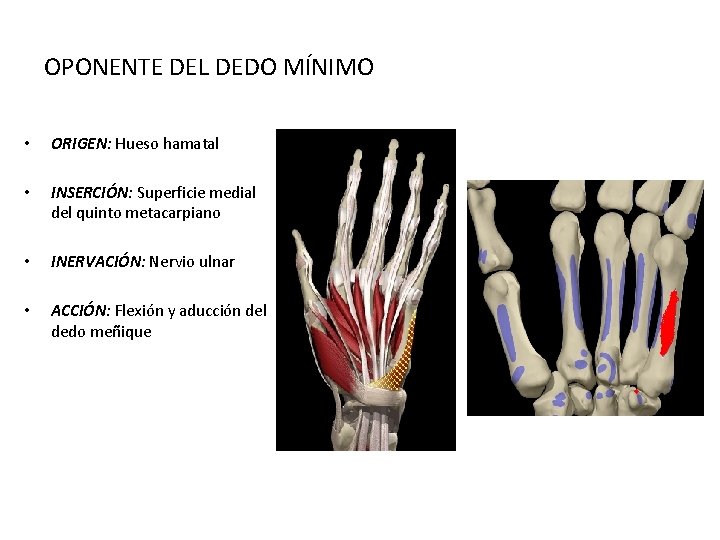 OPONENTE DEL DEDO MÍNIMO • ORIGEN: Hueso hamatal • INSERCIÓN: Superficie medial del quinto