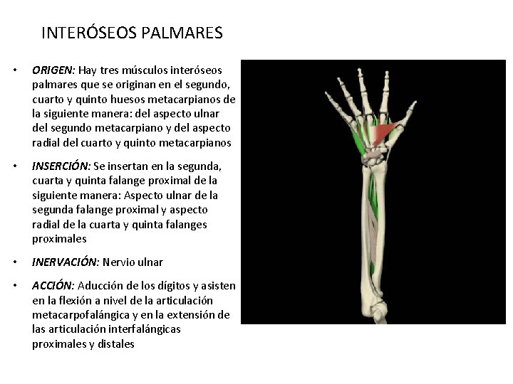 INTERÓSEOS PALMARES • ORIGEN: Hay tres músculos interóseos palmares que se originan en el