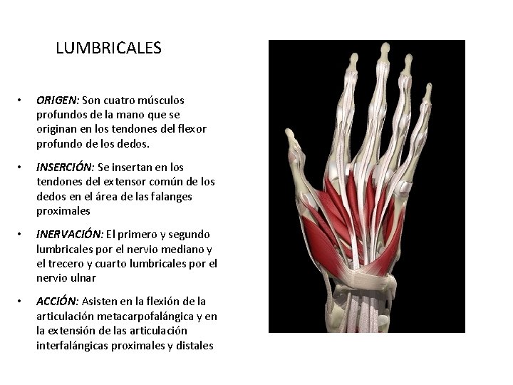 LUMBRICALES • ORIGEN: Son cuatro músculos profundos de la mano que se originan en