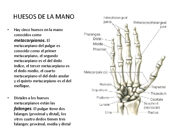 HUESOS DE LA MANO • Hay cinco huesos en la mano conocidos como metacarpianos.