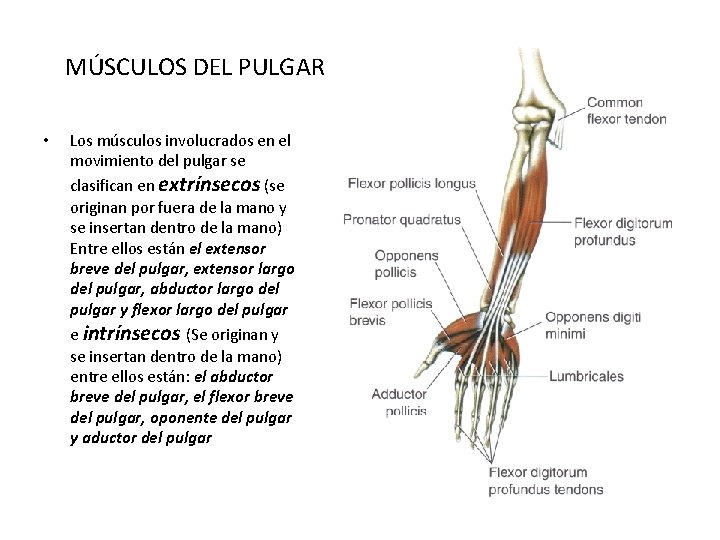 MÚSCULOS DEL PULGAR • Los músculos involucrados en el movimiento del pulgar se clasifican