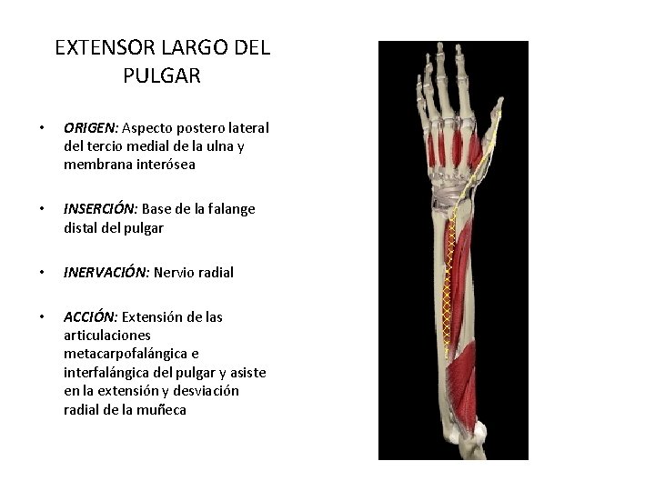 EXTENSOR LARGO DEL PULGAR • ORIGEN: Aspecto postero lateral del tercio medial de la