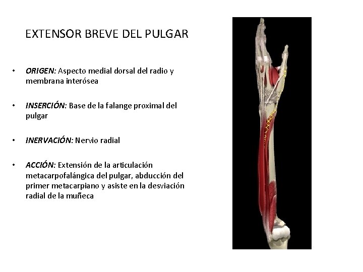 EXTENSOR BREVE DEL PULGAR • ORIGEN: Aspecto medial dorsal del radio y membrana interósea