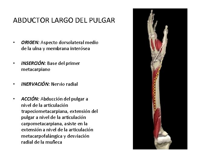 ABDUCTOR LARGO DEL PULGAR • ORIGEN: Aspecto dorsolateral medio de la ulna y membrana