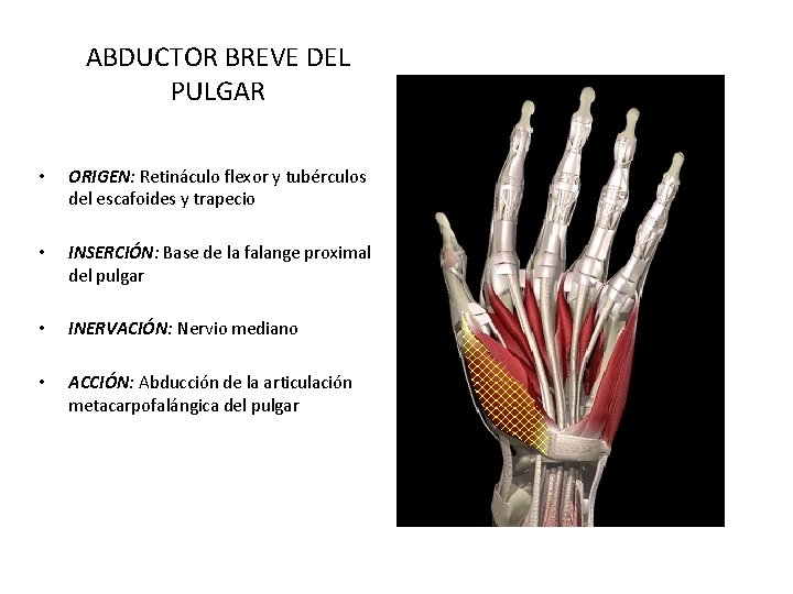 ABDUCTOR BREVE DEL PULGAR • ORIGEN: Retináculo flexor y tubérculos del escafoides y trapecio