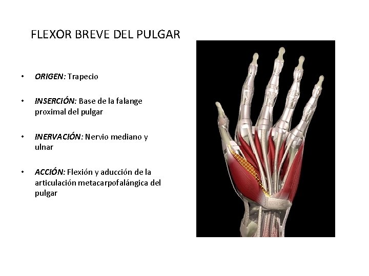 FLEXOR BREVE DEL PULGAR • ORIGEN: Trapecio • INSERCIÓN: Base de la falange proximal