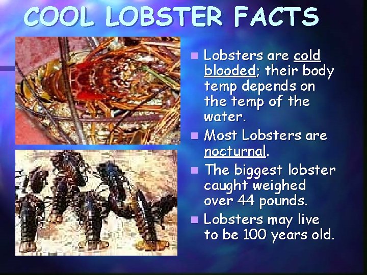 COOL LOBSTER FACTS n n Lobsters are cold blooded; their body temp depends on