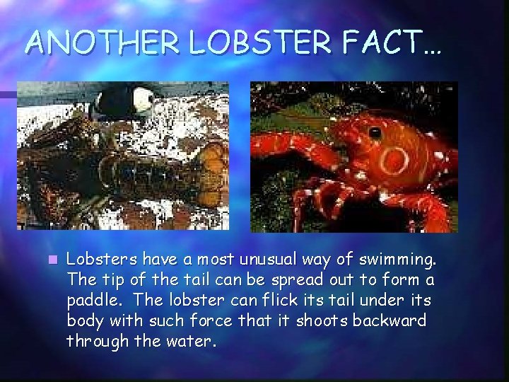 ANOTHER LOBSTER FACT… n Lobsters have a most unusual way of swimming. The tip