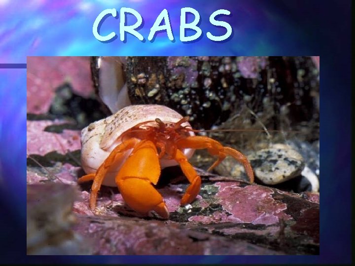 CRABS 