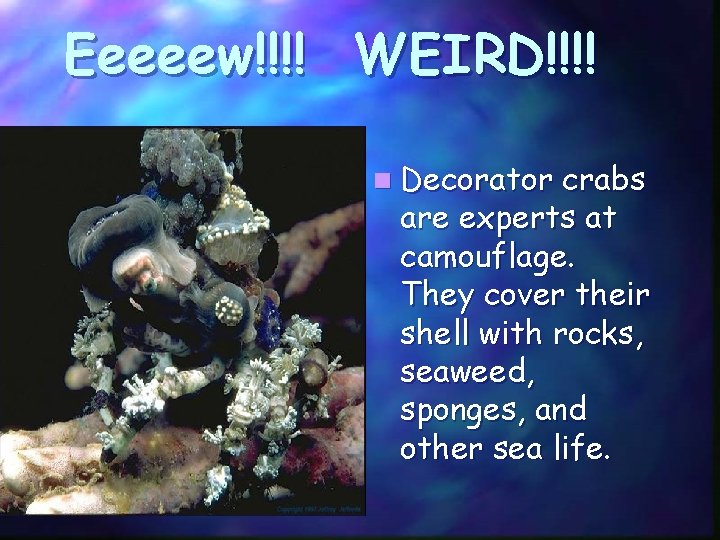 Eeeeew!!!! WEIRD!!!! n Decorator crabs are experts at camouflage. They cover their shell with