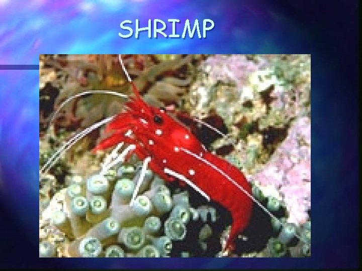 SHRIMP 