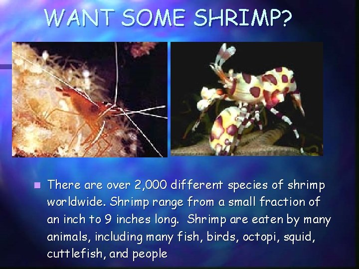 WANT SOME SHRIMP? n There are over 2, 000 different species of shrimp worldwide.