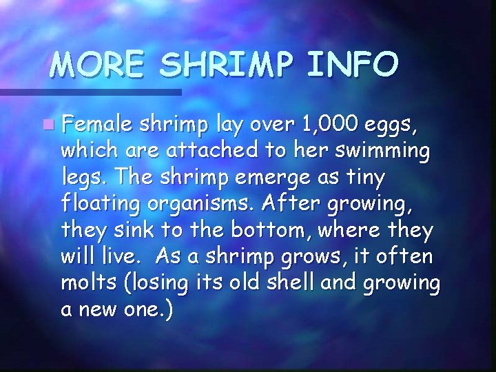 MORE SHRIMP INFO n Female shrimp lay over 1, 000 eggs, which are attached