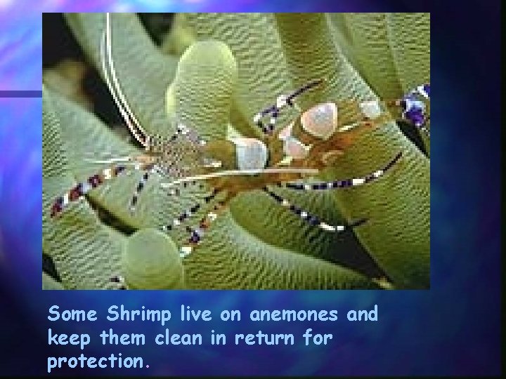 Some Shrimp live on anemones and keep them clean in return for protection. 