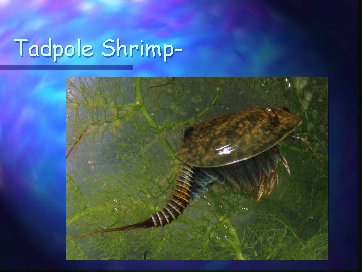 Tadpole Shrimp- 