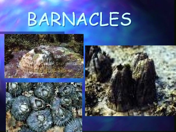 BARNACLES 