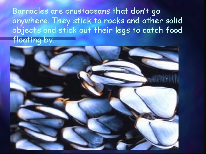 Barnacles are crustaceans that don’t go anywhere. They stick to rocks and other solid