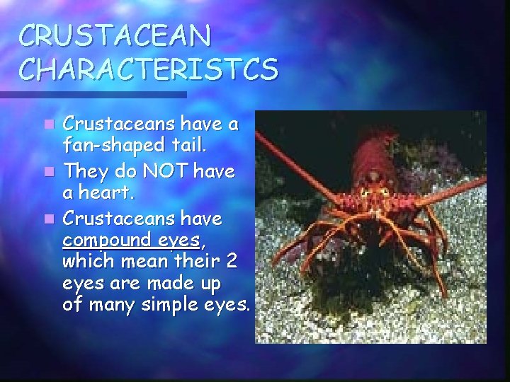 CRUSTACEAN CHARACTERISTCS Crustaceans have a fan-shaped tail. n They do NOT have a heart.