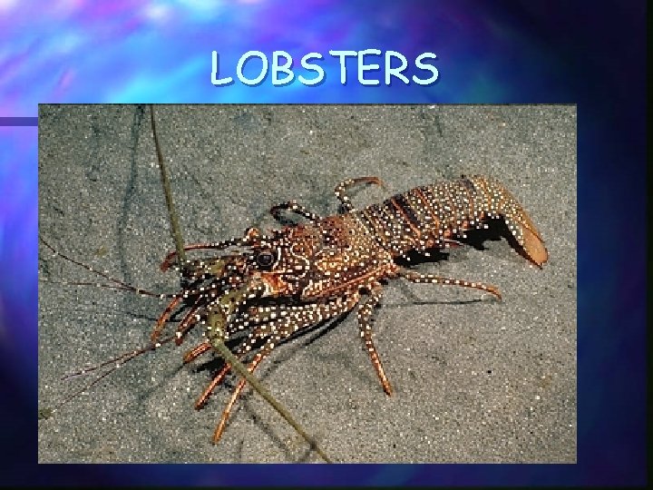 LOBSTERS 