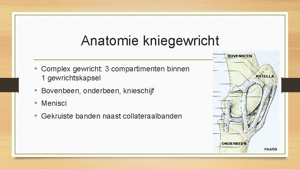 Anatomie kniegewricht • Complex gewricht: 3 compartimenten binnen 1 gewrichtskapsel • Bovenbeen, onderbeen, knieschijf