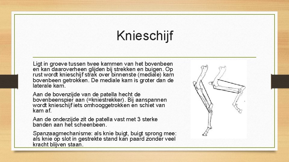 Knieschijf Ligt in groeve tussen twee kammen van het bovenbeen en kan daaroverheen glijden