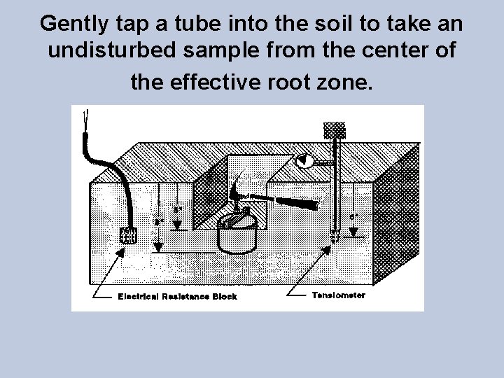 Gently tap a tube into the soil to take an undisturbed sample from the