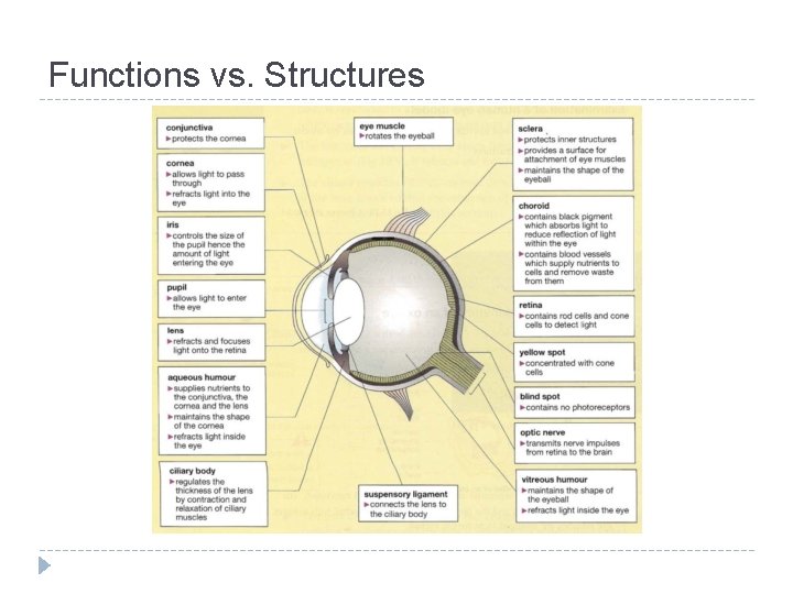 Functions vs. Structures 