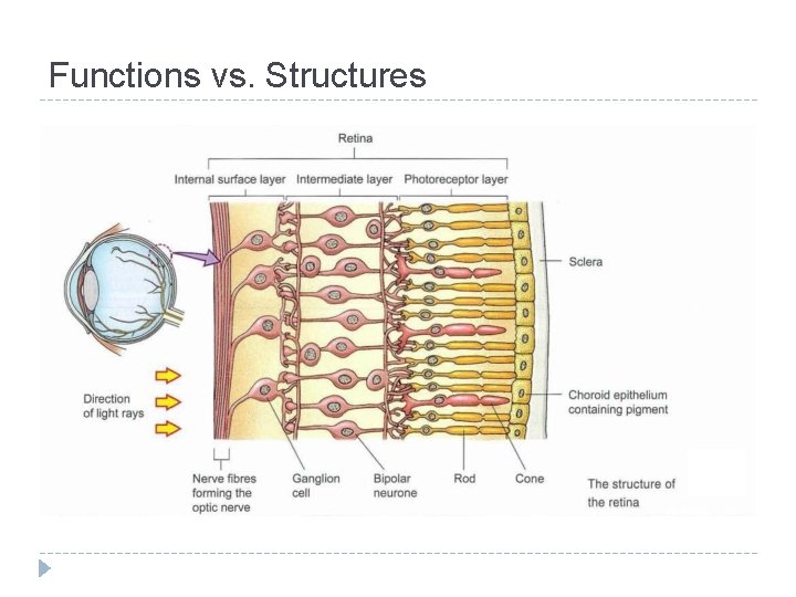 Functions vs. Structures 