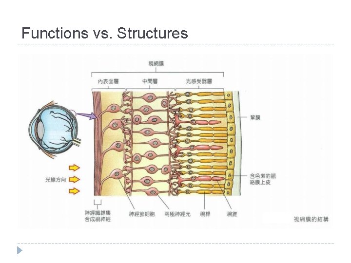 Functions vs. Structures 