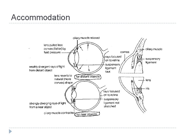 Accommodation 