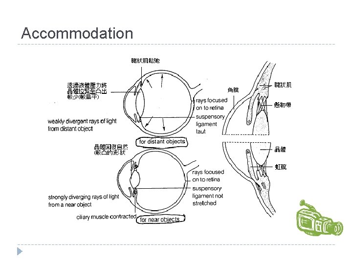 Accommodation 