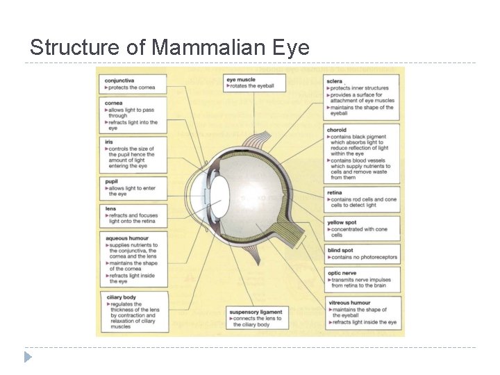 Structure of Mammalian Eye 