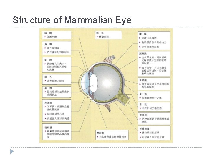 Structure of Mammalian Eye 